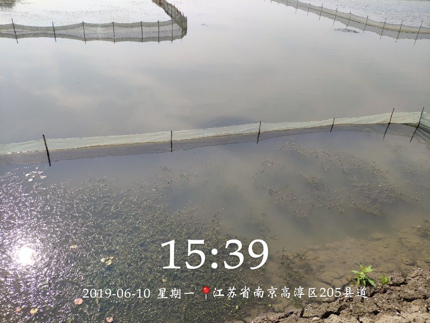 【案例分享】快速处理刚毛藻