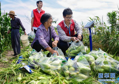 浙江慈溪:党员志愿者收卖玉米帮扶乡村低保户_王祎