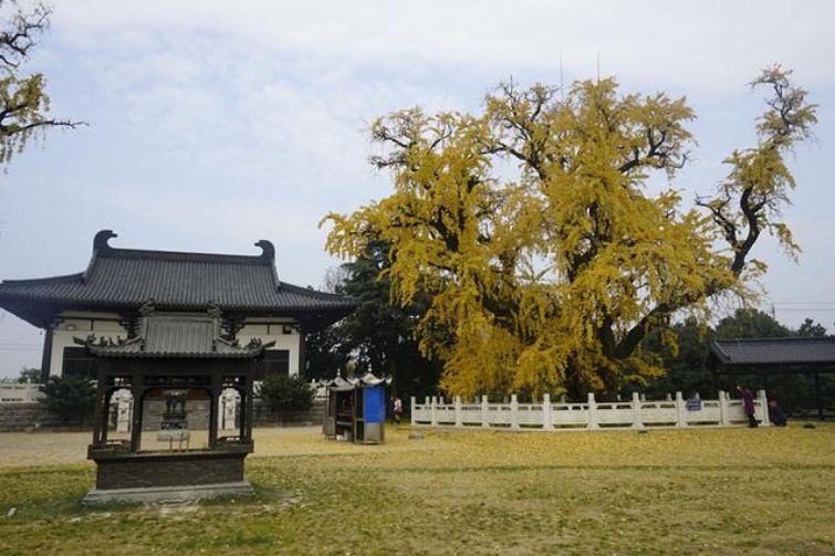 南京古惠濟寺昭明太子手植古銀杏穿越千年時光