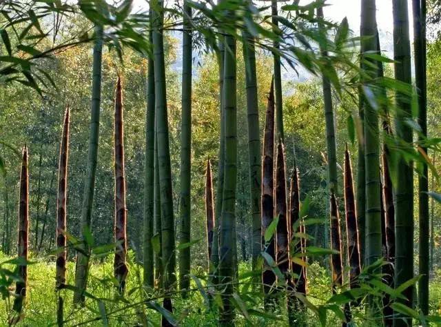 清风竹影性情真清竹画中惹眼怜