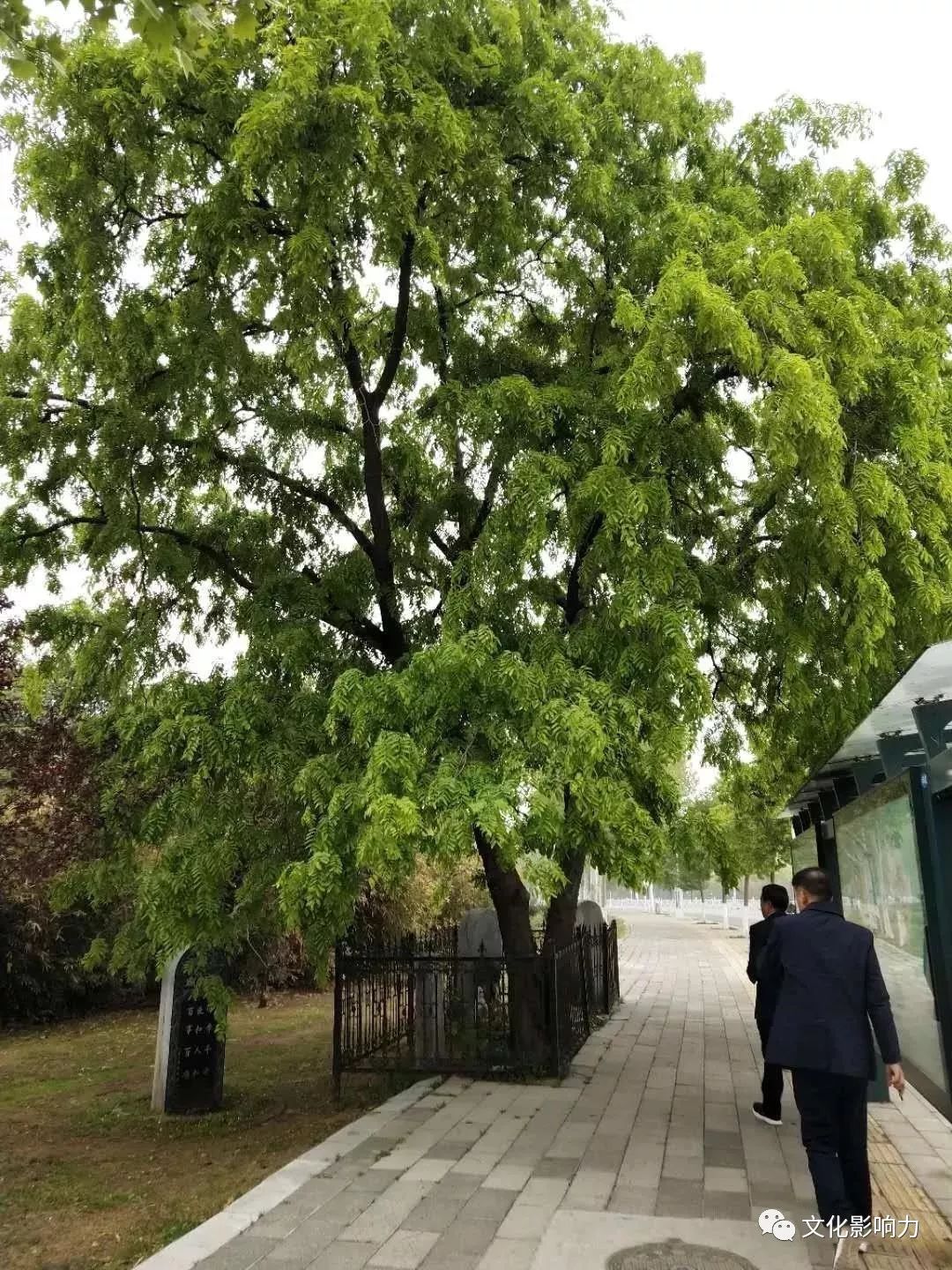 河南南阳那棵v字型皂荚树留住了城市的记忆