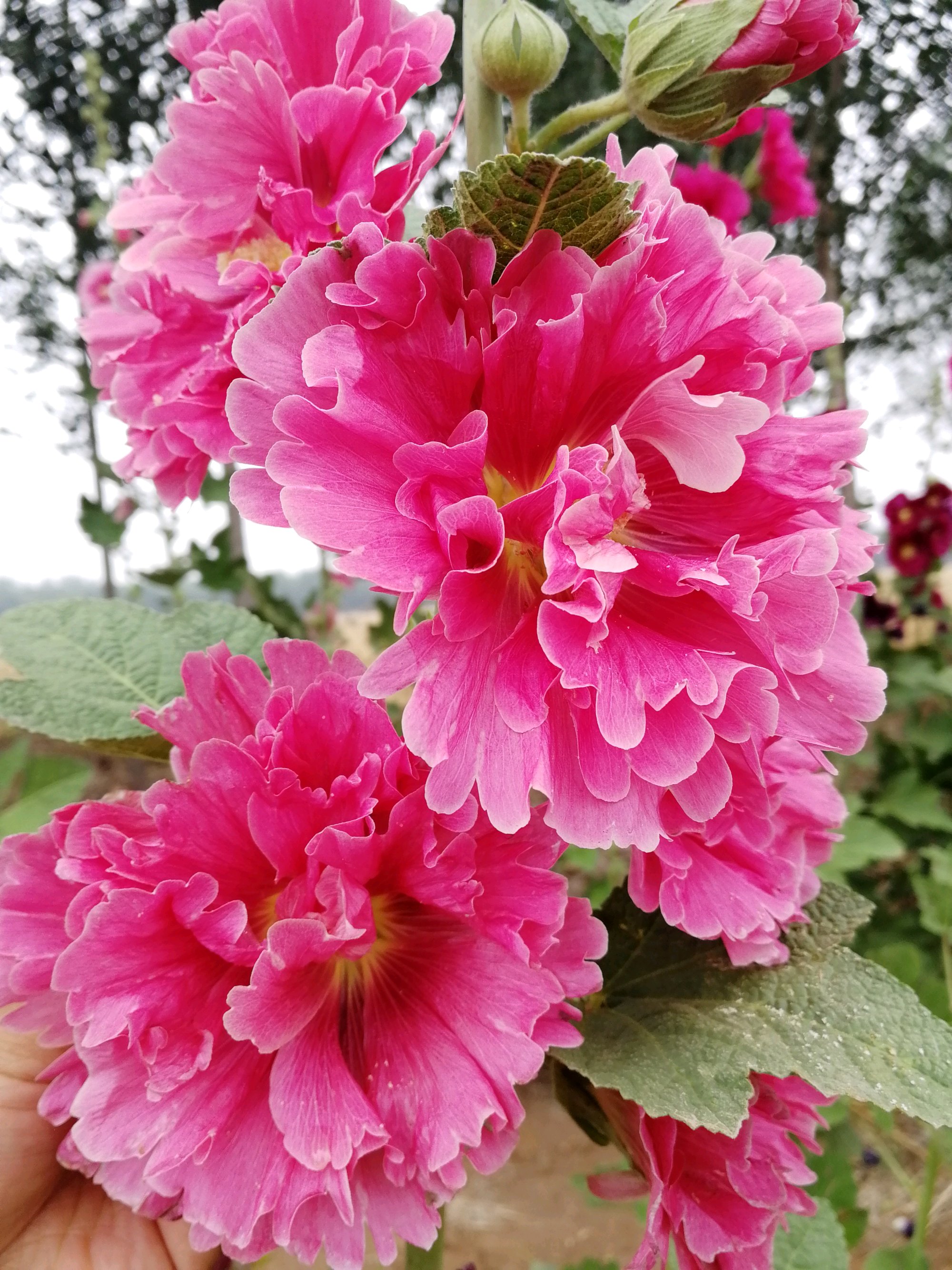 重瓣蜀葵花播种繁殖会变单瓣花还是采用扦插繁殖比较稳定