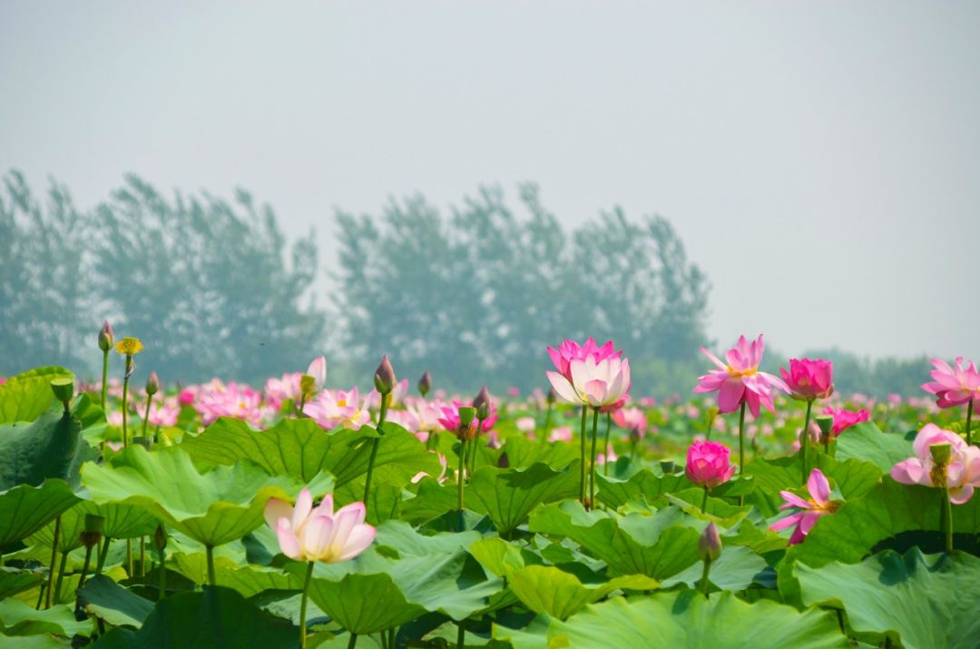 的洪泽湖湿地景区主题曲《美丽大湿地》mv,带大家感受一下湿地之美!