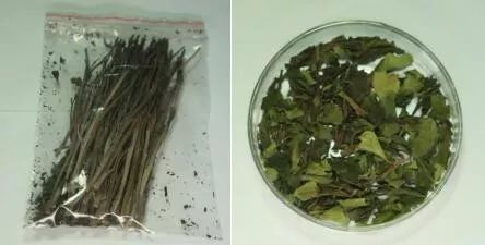 植物类新精神活性物质主要包括恰特草(khat,卡痛叶(kratom,鼠尾草