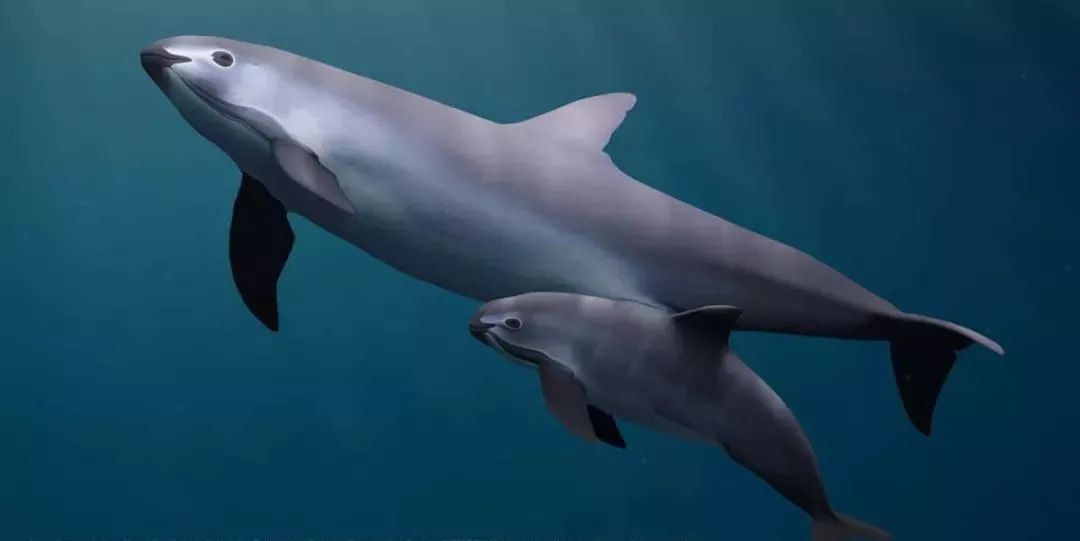 遗产大会预热当良渚玉石鱼遇到墨西哥石首鱼