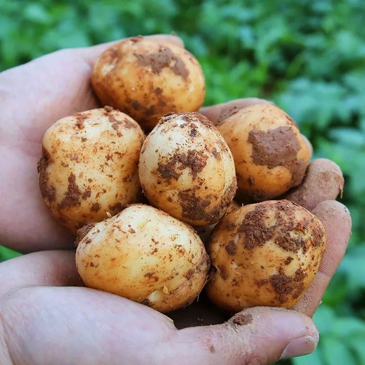 山旮旯的贵族食品①洋芋