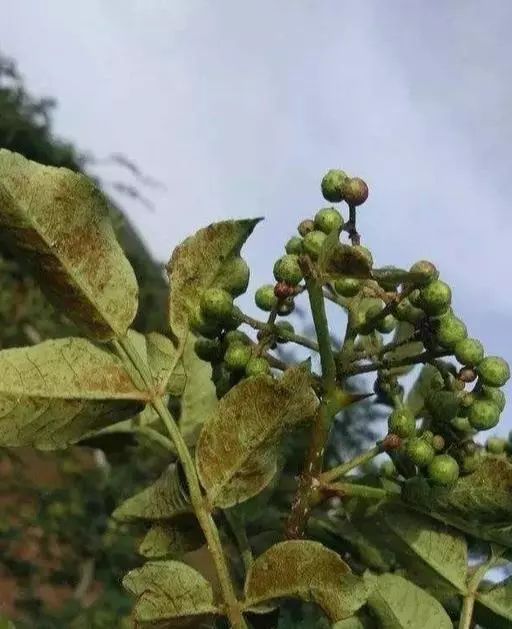 花椒锈病的综合防治,椒农现在了解还来得及