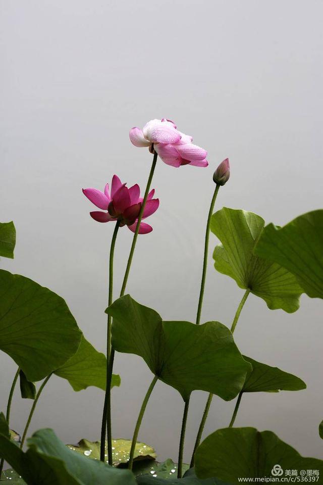 洛陽雨後初晴賞雨荷,國花園衍秀湖荷花滿塘,大珠小珠落玉盤