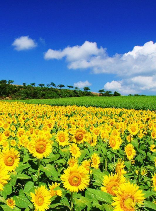 盛夏如约而至送你一片夏日花海