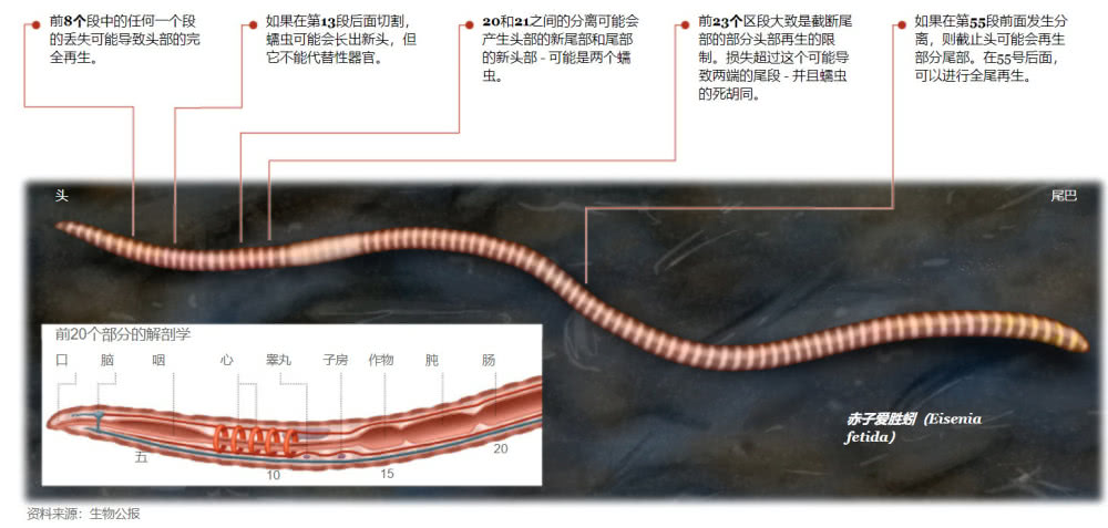 把蚯蚓切成两段它们都活了那么哪一段是原来本体的意识呢