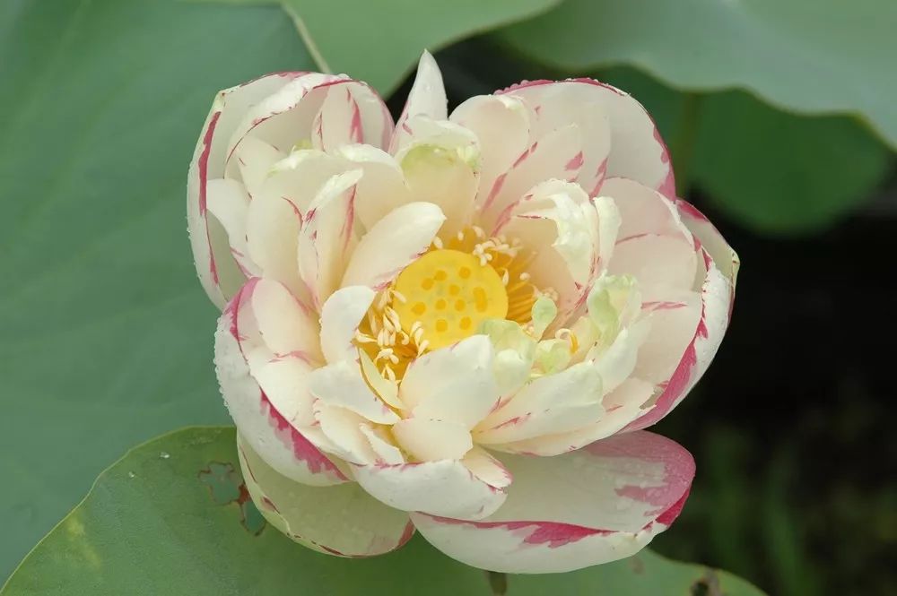 炎炎夏日觅清凉 辰山西湖赏荷花