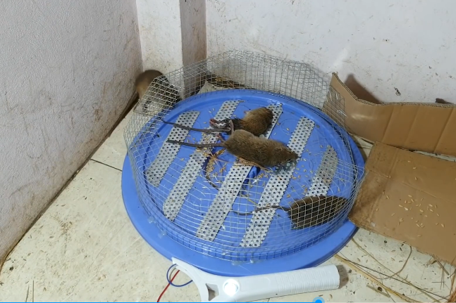 自制的电动捕鼠器与12vtop电池完美结合老鼠跳几下就僵硬了