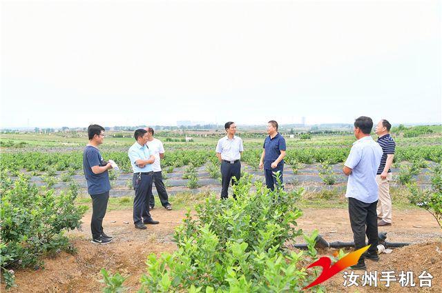 汝州市领导杜江涛到温泉镇调研农业扶贫产业