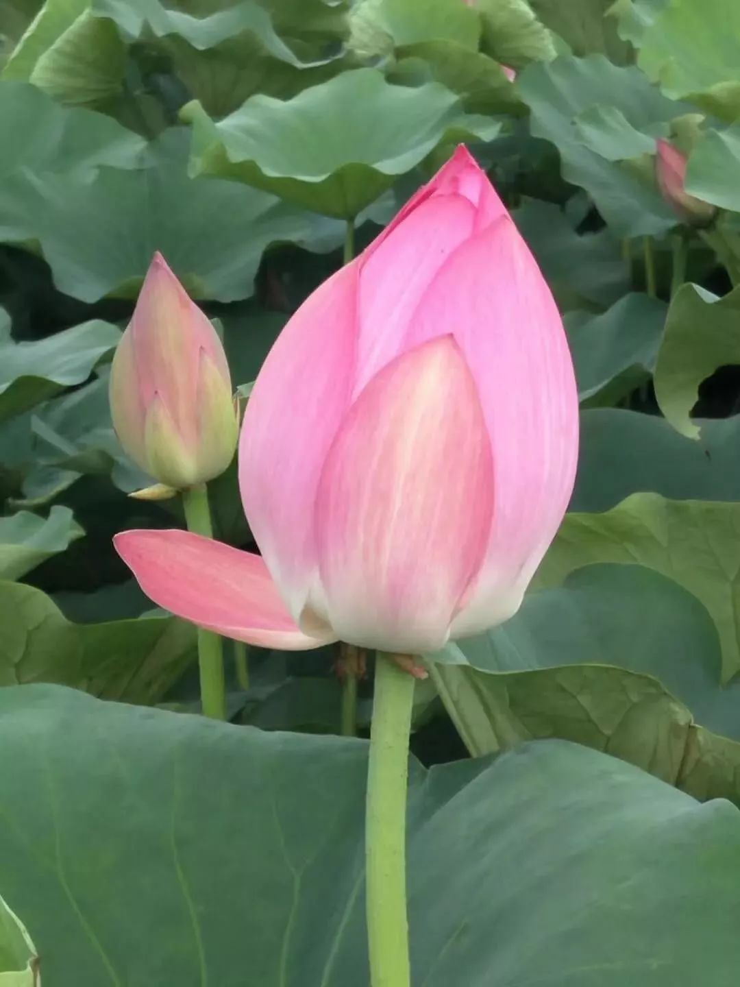 荷花盛会来袭抖音大咖助阵现场更有超多网红亲子嘉年华环球美食