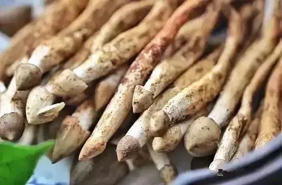 广东特有的这种菇卖到近700元一斤潮汕街坊吃过没67