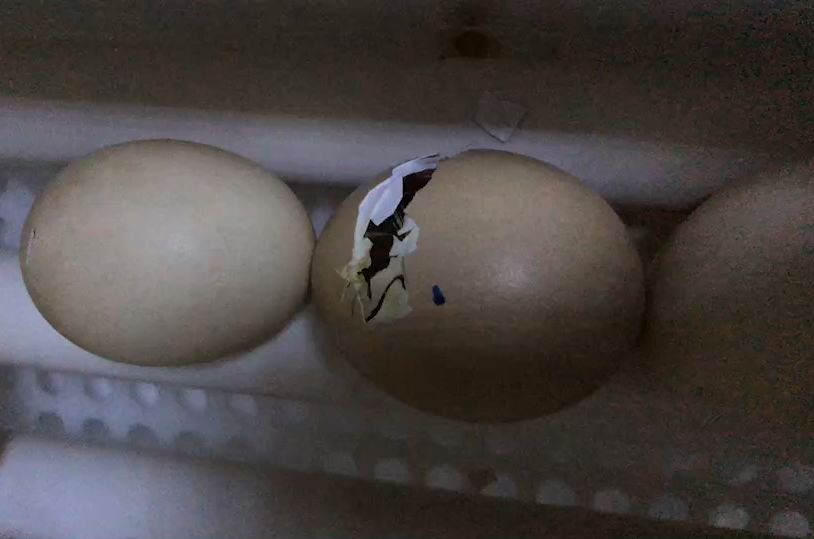 野鸡孵化照蛋图图片