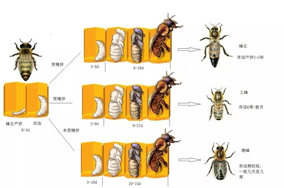 蜂王发育过程图片图片
