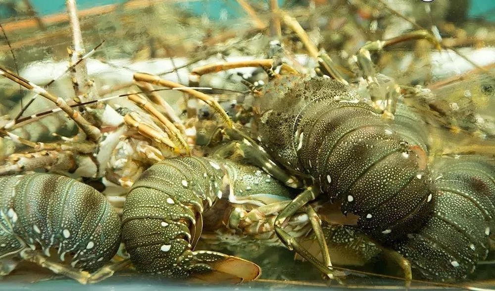 龙虾季夏日最热最潮的美味澳洲青龙仔特价78元起