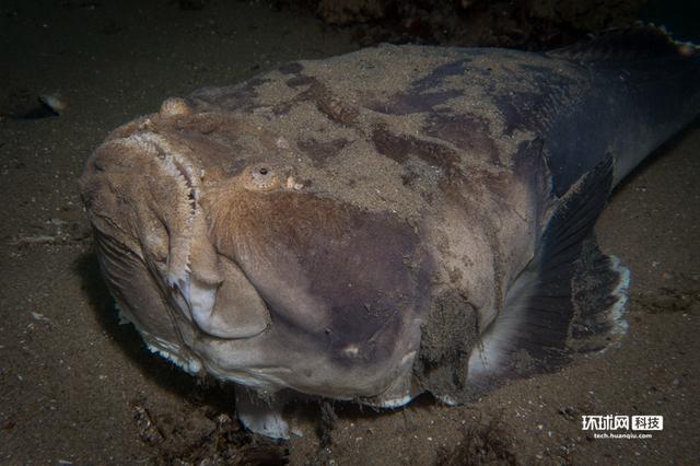 实拍深海"心机鬼"瞻星鱼 绝妙伪装令人毛骨悚然