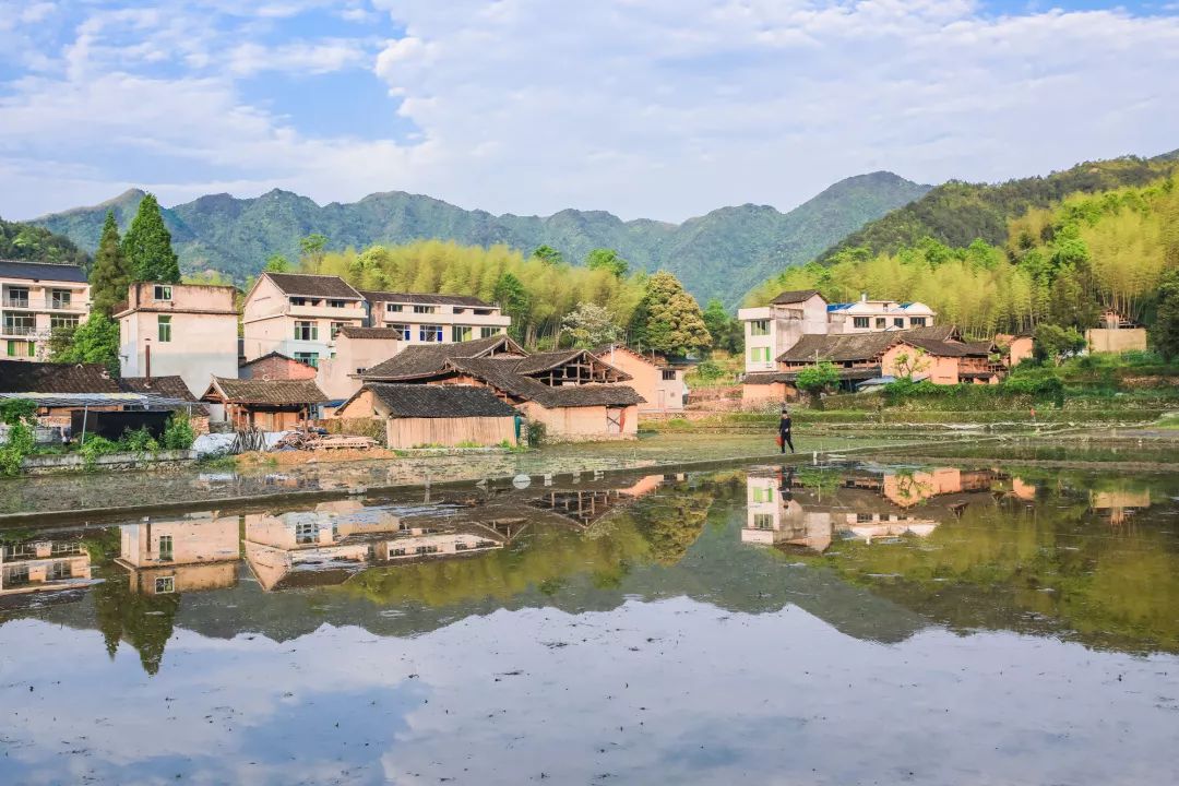 【筱村】蝉夏微风动 荷香满长垟