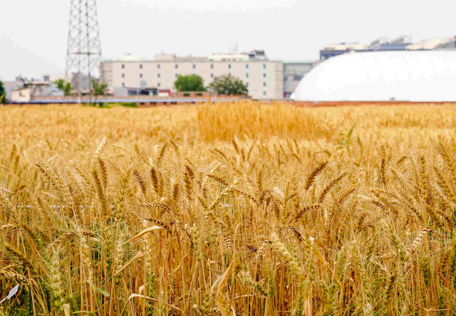 (图片来源:东方ic)2019年6月25日,北京北三环的百亩麦田,迎来大丰收.