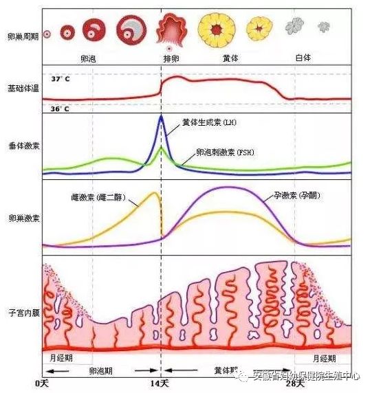 内分泌轴图图片