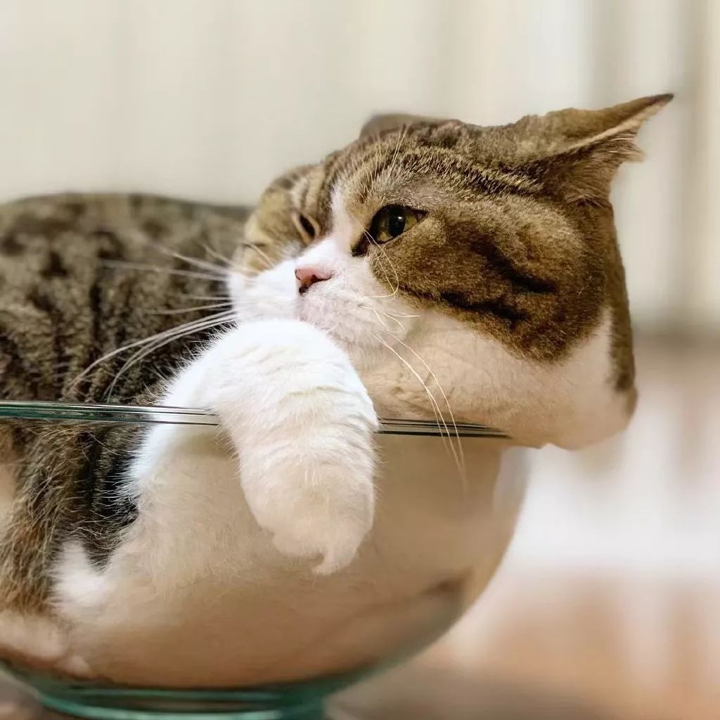 碗里的可爱大肥喵,随时有被厨师端去厨房的危险