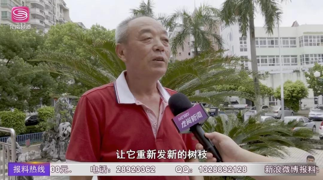 绿化树木修剪价格表大全视频讲解