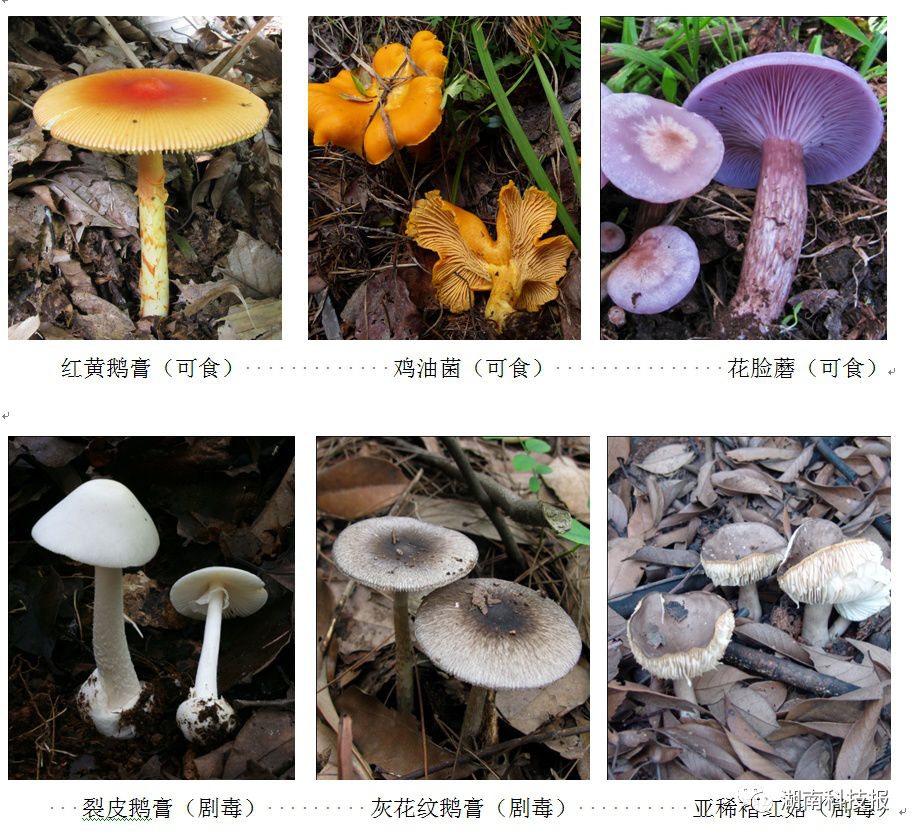 常见蘑菇的种类及图片图片