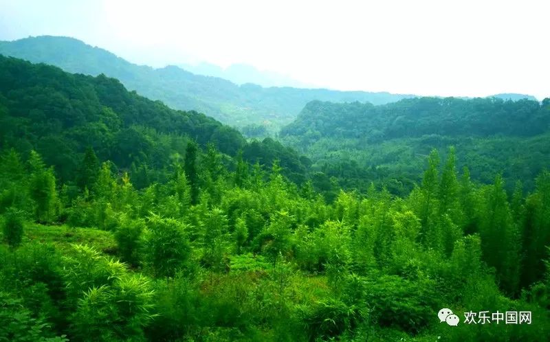 【欢乐中国锦城户外第61期】青翠森林,粉色花海.