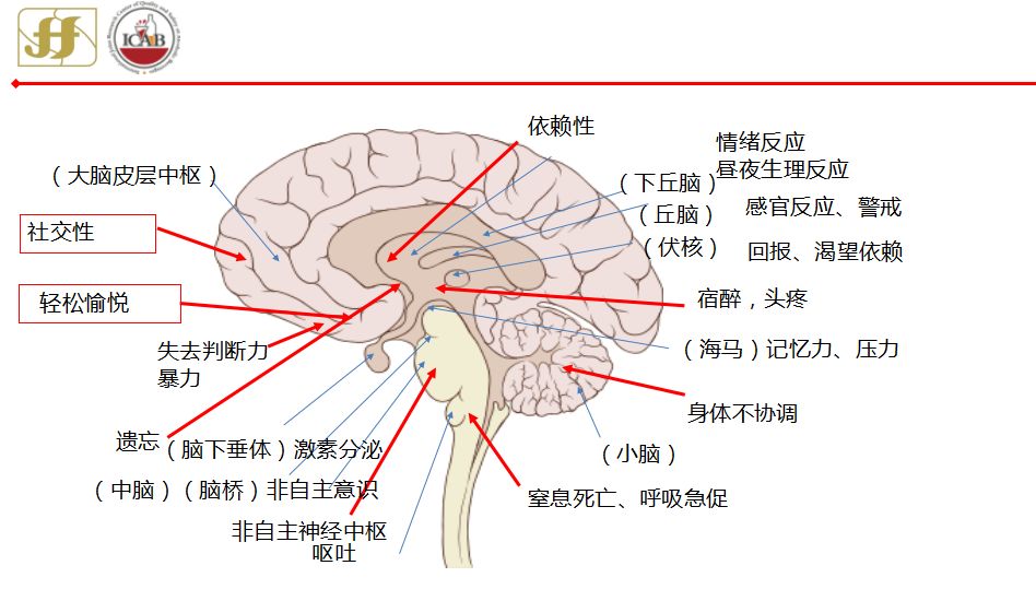 小鼠大脑解剖图谱图片