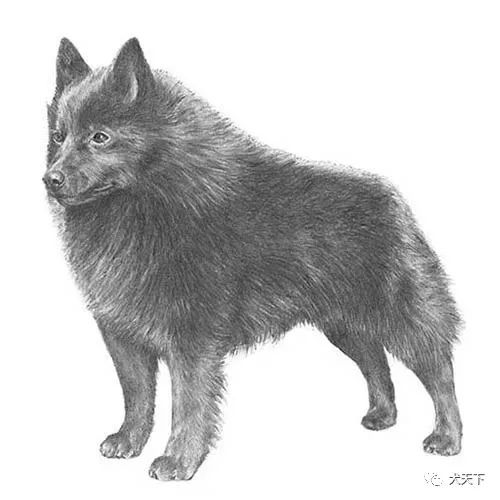 点指名犬——机警,无畏的黑色小精灵,史奇派克犬