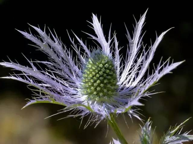 6月26日巨蟹星座花藍薊花白色丁香