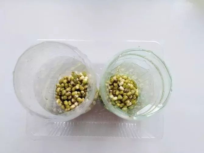 发绿豆芽只需一个瓶子简单几步成功率超高
