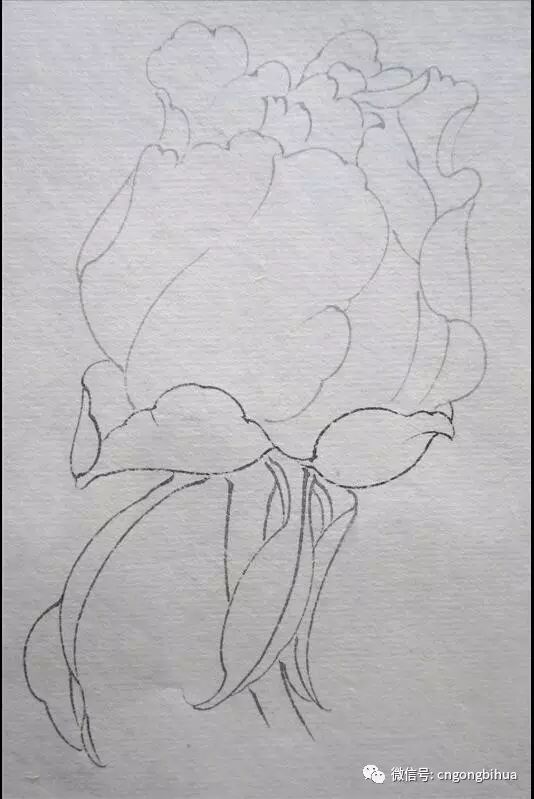 牡丹花苞画法紫郁绘制