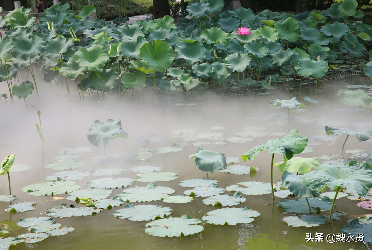 大唐芙蓉园雾里看荷花,人造喷雾也挺美搜狐大视野搜狐新闻