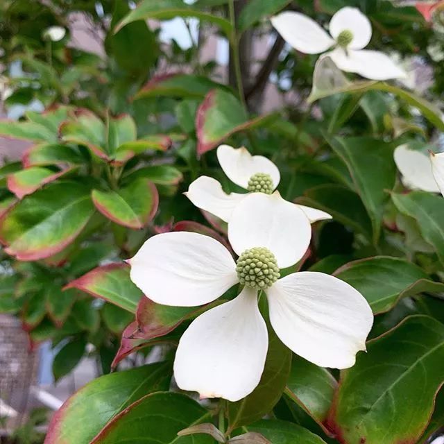 四照花,我的白月光,我的红朱砂