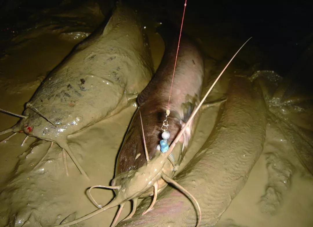 解锁新鱼种了路亚米级巨物埃及塘鲺这个鲇有点不一样下