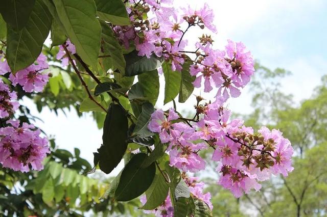 浪漫紫薇娇俏荷花清新睡莲佛山满城花开高清美图带你走进诗意夏天