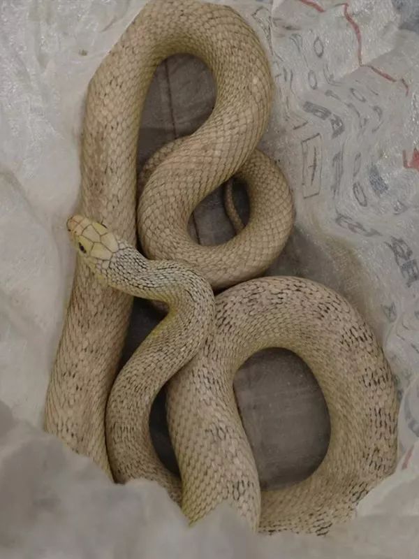 利川来了"白娘子".