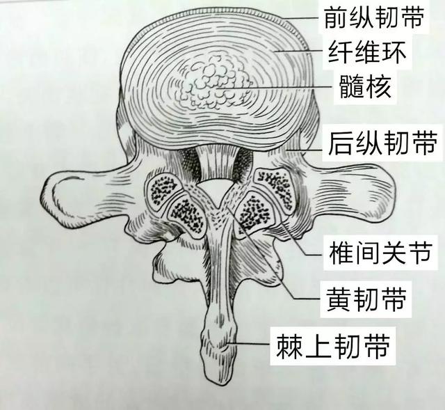 《流浪地球》:脊椎保不住,亲人两行泪_脊柱