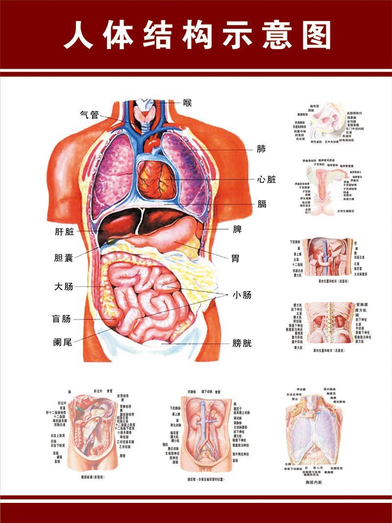 人体整体器官图标图片