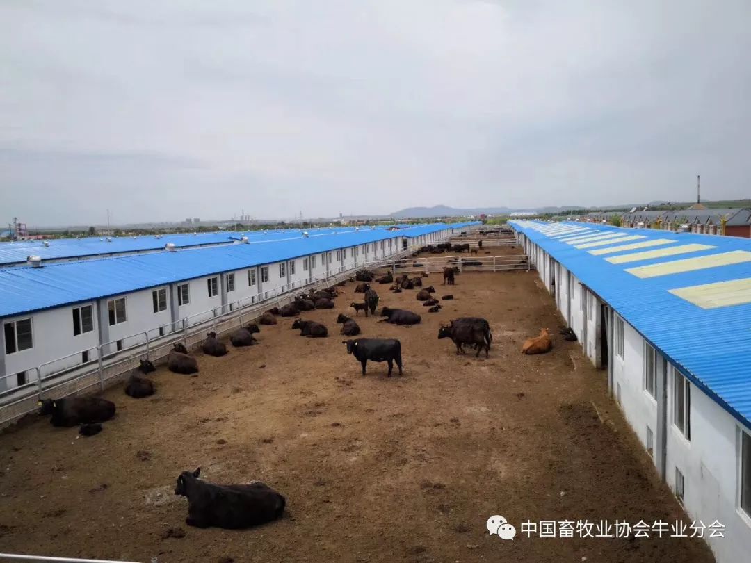 牛业分会赴内蒙古自治区兴安盟考察肉牛业