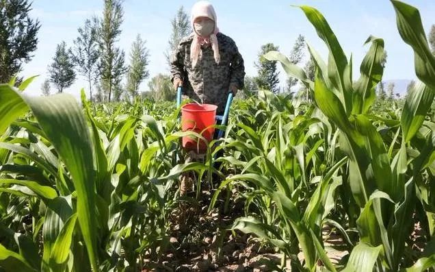 观察今年玉米种植面积调减品质反而提升近期玉米价格呈现怎样走势幅度