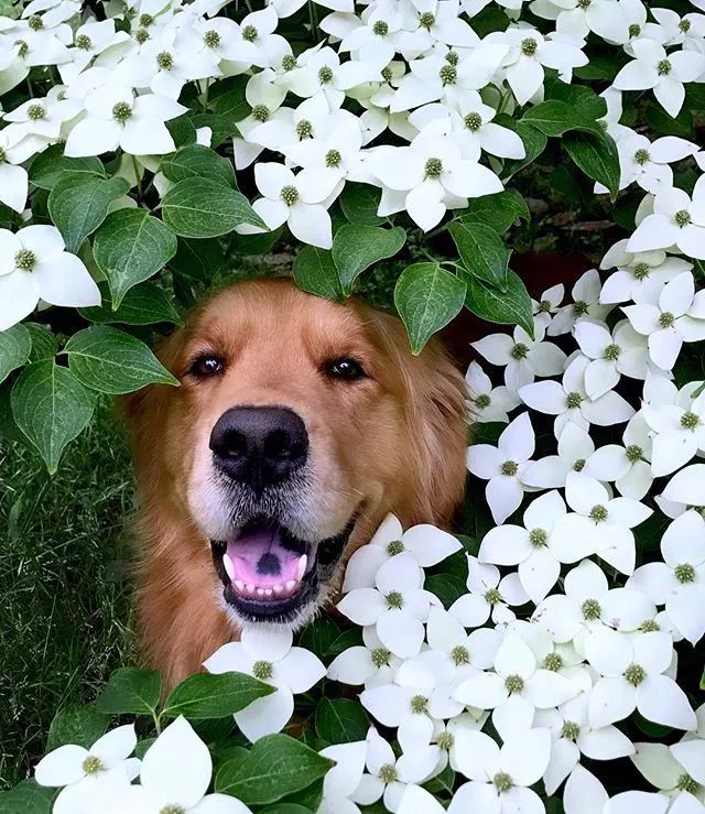 但是它和狗一点关系也没有,只是原先以"dagwood"作为山茱萸属木本的代