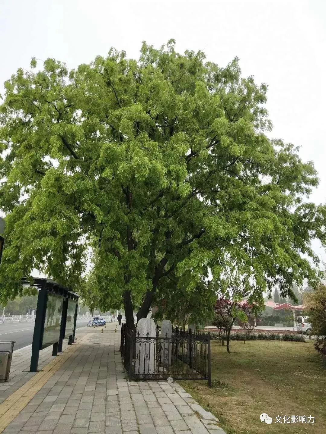 河南南阳那棵v字型皂荚树留住了城市的记忆