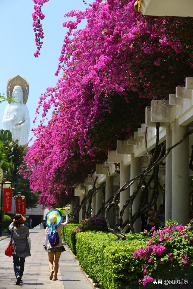 夏至旅游好风光邂逅三亚市花三角梅刷新了朋友圈的感官视觉