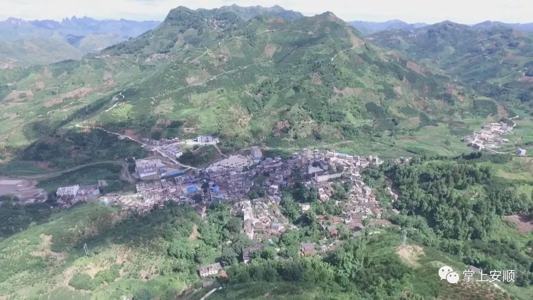 镇宁六马镇蜂糖李热销正当时