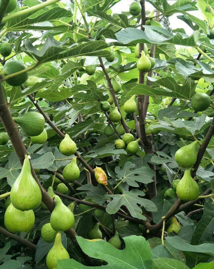 无花果品种展示