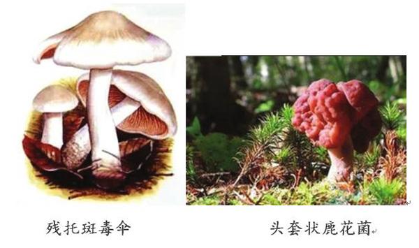 雙牌縣毒蘑菇預警湖南公佈10大最毒蘑菇